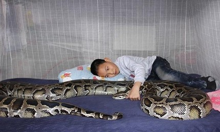 Kinh h&atilde;i trăn khổng lồ "tr&ocirc;ng" trẻ em 1