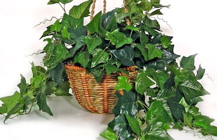 10 loại c&acirc;y cảnh giải độc kh&iacute; trong nh&agrave; 8