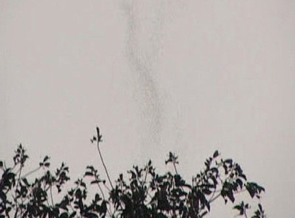 Sự thật về 2 cổ thụ 'bốc kh&oacute;i' ở Tuy&ecirc;n Quang 1