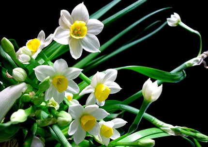Ngắm những bông hoa tuyệt đẹp có công dụng trị bệnh không ngờ 7