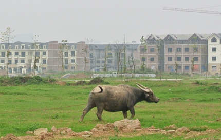 H&agrave; Nội: Ph&aacute;t triển tr&acirc;u b&ograve; nhờ BĐS khủng hoảng 3