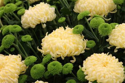 10 loại c&acirc;y cảnh giải độc kh&iacute; trong nh&agrave; 1