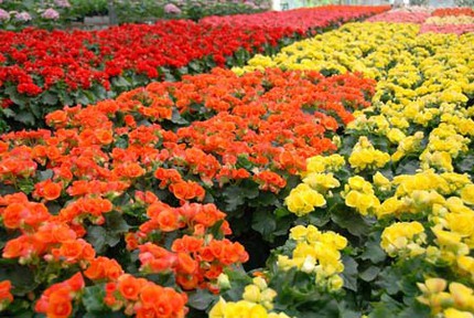 6 loại hoa Tết c&oacute; c&ocirc;ng dụng trị bệnh kh&ocirc;ng ngờ 5