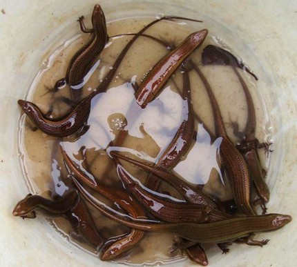 Đặc sản cường dương vừa ăn vừa chết khiếp 3