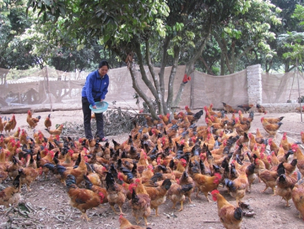 Người nu&ocirc;i g&agrave; x&uacute;c động cảm ơn Ph&oacute; Thủ tướng 1