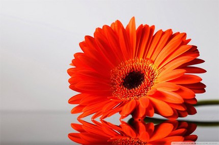 10 loại c&acirc;y cảnh giải độc kh&iacute; trong nh&agrave; 2