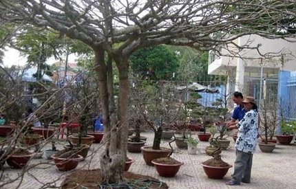 C&acirc;y mai &lsquo;phu th&ecirc; mẫu tử&rsquo; gi&aacute; hơn 200 triệu 1