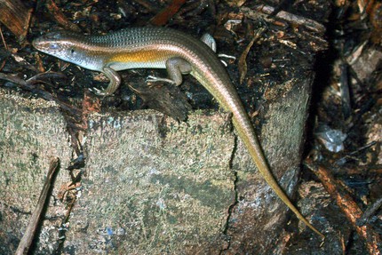 Đặc sản cường dương vừa ăn vừa chết khiếp 1