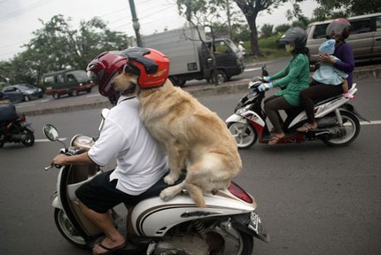 Ngắm chú chó nghiêm túc đội mũ bảo hiểm 1