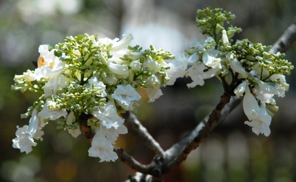 Chiêm ngưỡng cây hoa phượng trắng duy nhất Việt Nam 2