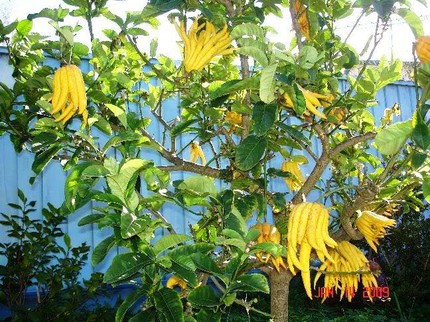 Chi&ecirc;m ngưỡng những m&oacute;n qu&agrave; Tết si&ecirc;u xa xỉ 8