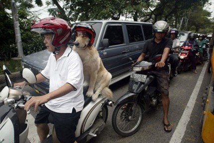 Ngắm chú chó nghiêm túc đội mũ bảo hiểm 3