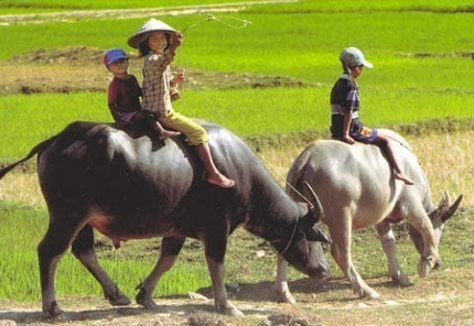 Thương l&aacute;i TQ mua tất tật 'thứ bỏ đi' của Việt Nam 1