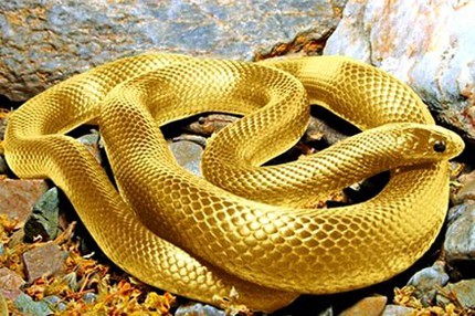 Những mốc son lịch sử trong năm Tỵ 1