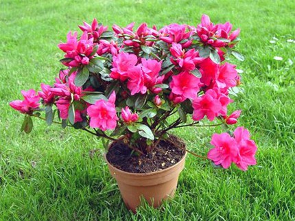 10 loại c&acirc;y cảnh giải độc kh&iacute; trong nh&agrave; 3