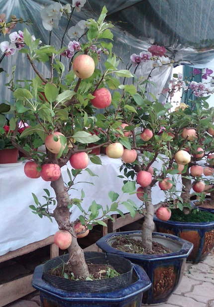 3 triệu đồng một c&acirc;y t&aacute;o cảnh Ph&uacute;c Lộc 5
