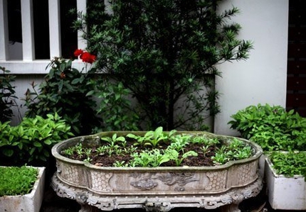 Độc đ&aacute;o nh&agrave; gi&agrave;u H&agrave; Nội biến chậu cảnh th&agrave;nh... vườn rau 4