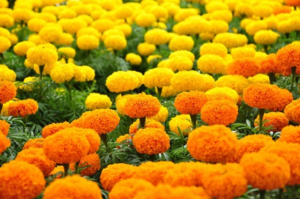 Ngắm những bông hoa tuyệt đẹp có công dụng trị bệnh không ngờ 11
