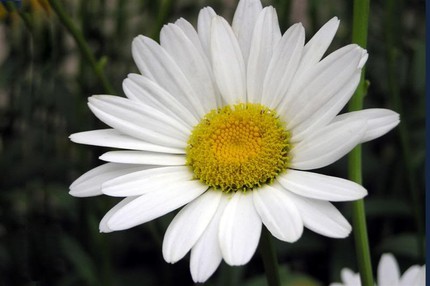 Ngắm những bông hoa tuyệt đẹp có công dụng trị bệnh không ngờ 10