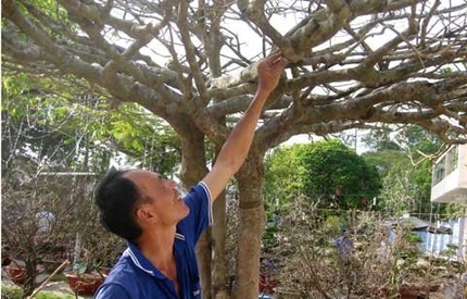 C&acirc;y mai &lsquo;phu th&ecirc; mẫu tử&rsquo; gi&aacute; hơn 200 triệu 7