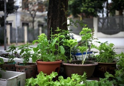 Độc đ&aacute;o nh&agrave; gi&agrave;u H&agrave; Nội biến chậu cảnh th&agrave;nh... vườn rau 6