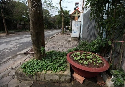 Độc đ&aacute;o nh&agrave; gi&agrave;u H&agrave; Nội biến chậu cảnh th&agrave;nh... vườn rau 10