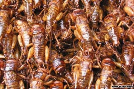 Kinh h&atilde;i ấu tr&ugrave;ng tẩm bổ, cường dương 15