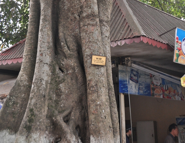 Kỳ lạ dừa mọc ngọn đa 3 Kỳ lạ dừa mọc ngọn đa 3