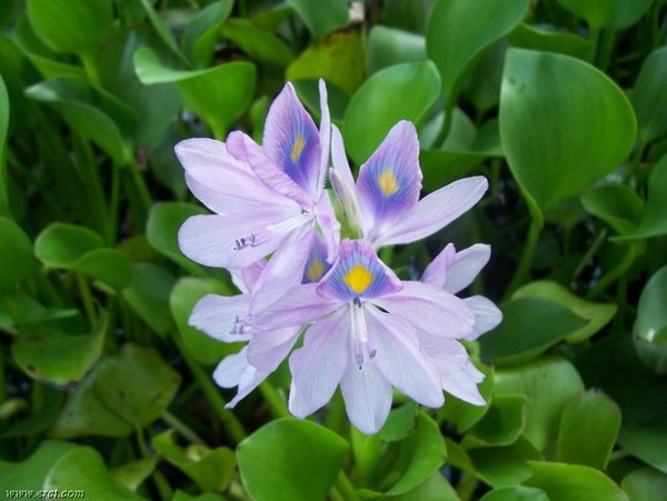 14 loài hoa tuyệt đẹp có tác dụng trị bệnh không ngờ 8