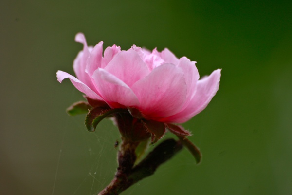 14 loài hoa tuyệt đẹp có tác dụng trị bệnh không ngờ 12