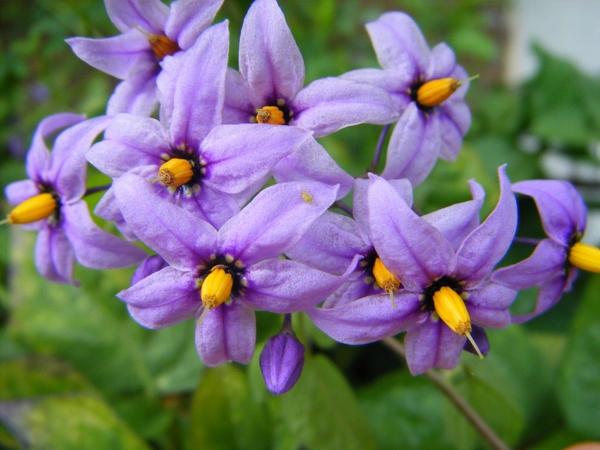 12 loài hoa tuyệt đẹp có thể gây chết người 2
