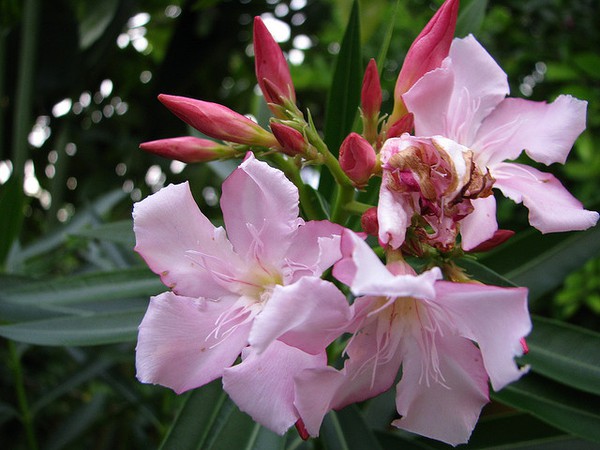 12 loài hoa tuyệt đẹp có thể gây chết người 3